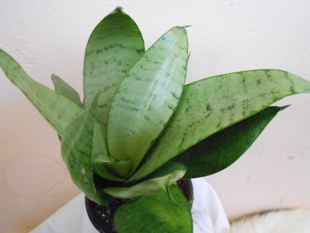 DSCN4940.JPG
