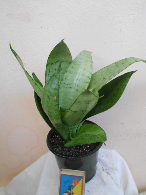 DSCN4941.JPG