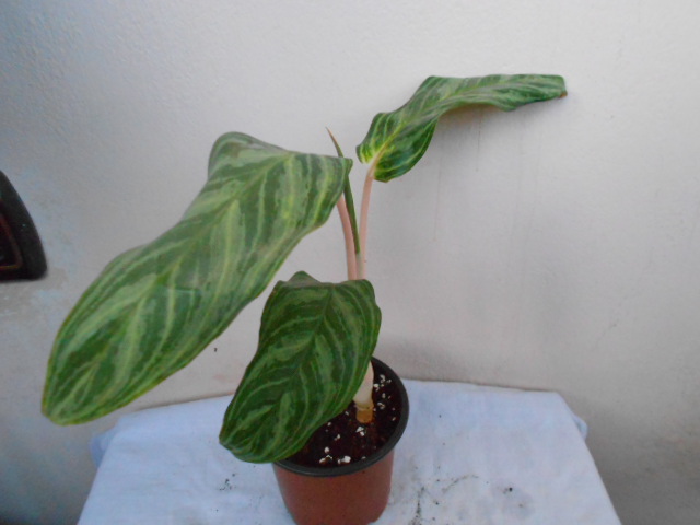DSCN4958.JPG