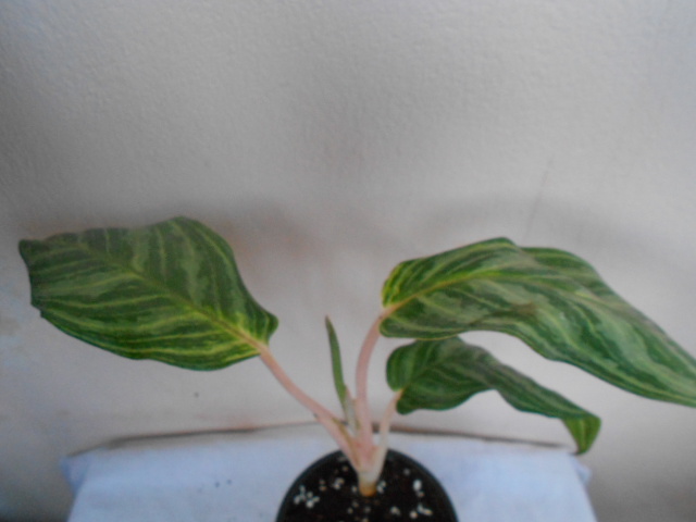 DSCN4957.JPG