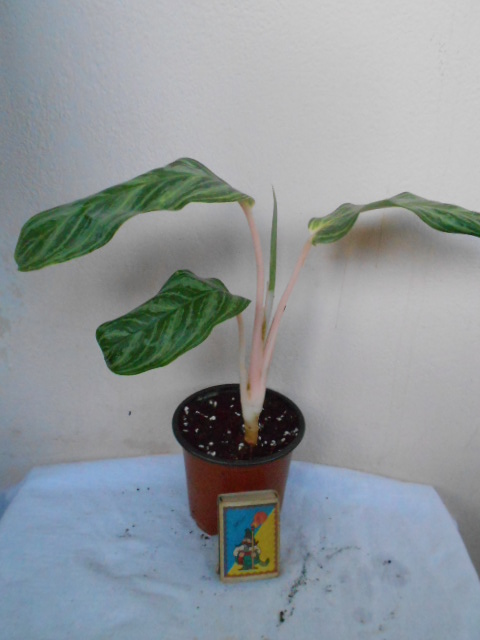 DSCN4959.JPG
