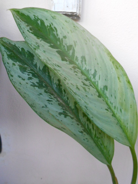 DSCN4954.JPG