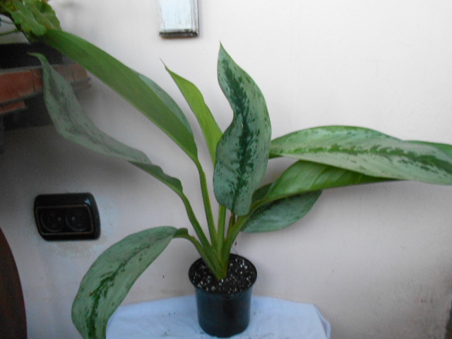 DSCN4969.JPG