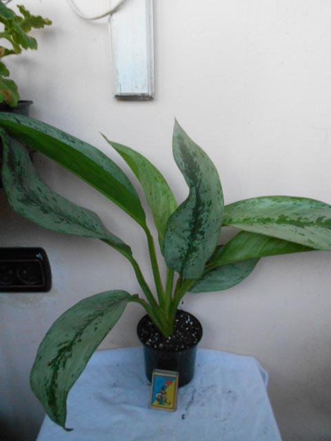 DSCN4971.JPG