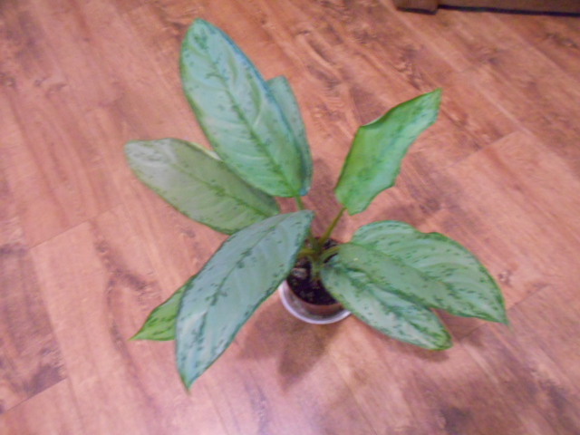 DSCN3785.JPG