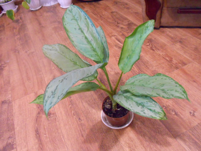 DSCN3786.JPG