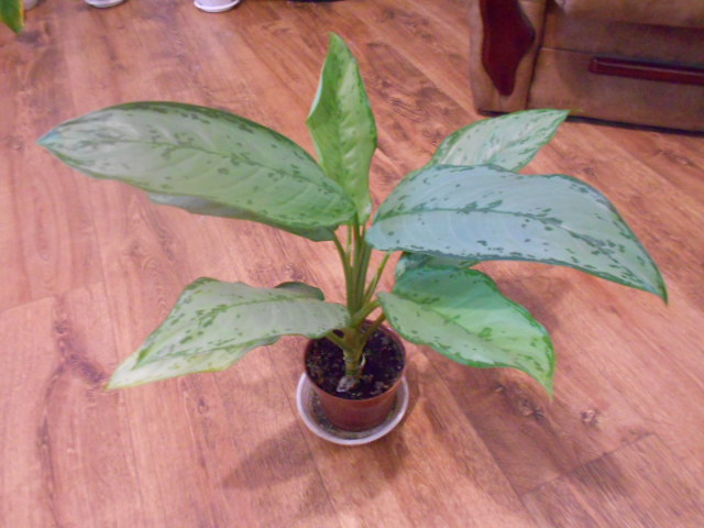DSCN3787.JPG