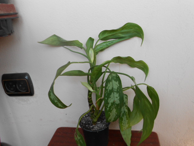 DSCN3830.JPG