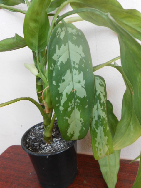 DSCN3831.JPG