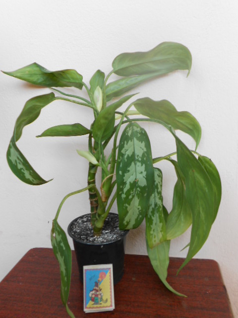 DSCN3834.JPG
