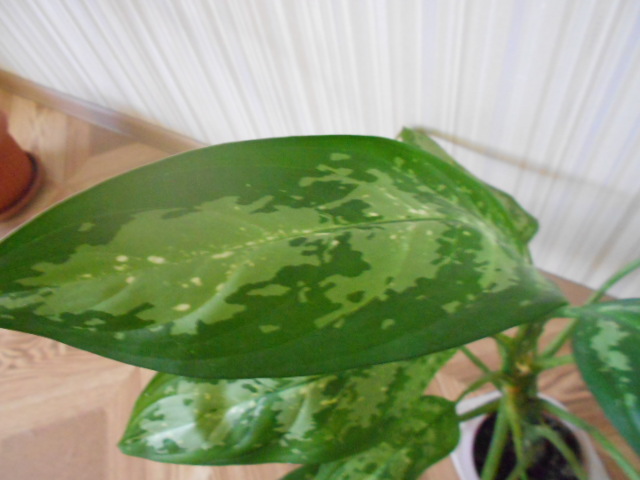 DSCN4088.JPG
