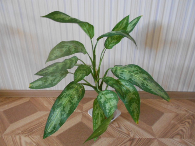 DSCN4089.JPG