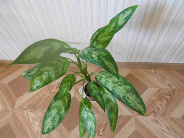 DSCN4087.JPG