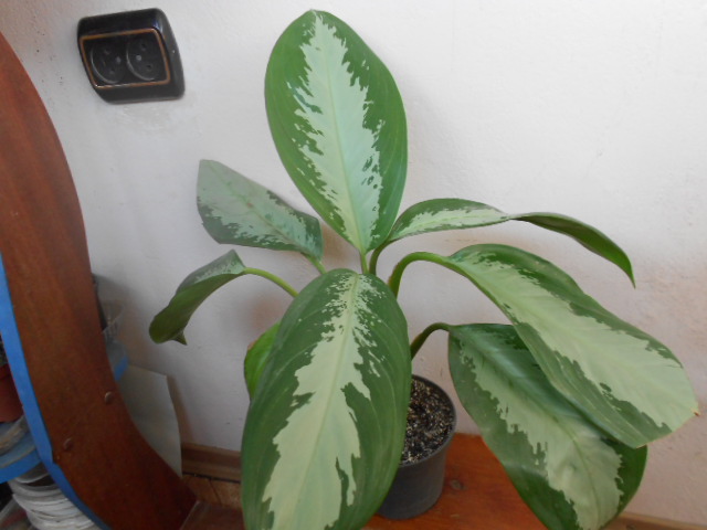 DSCN4153.JPG