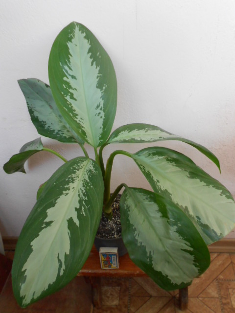 DSCN4157.JPG