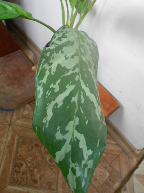 DSCN4334.JPG