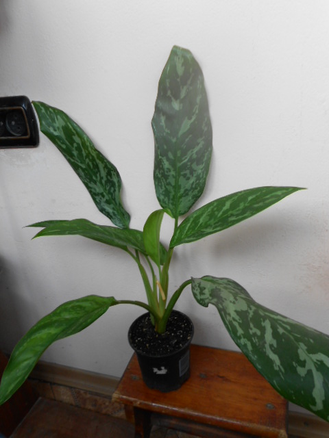 DSCN4336.JPG