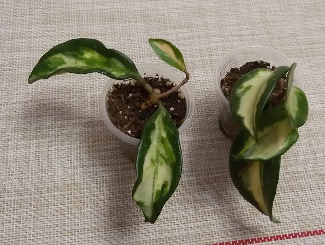 20181104_204837.jpg