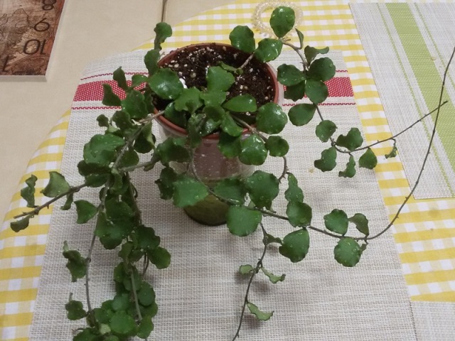 20181104_204412.jpg
