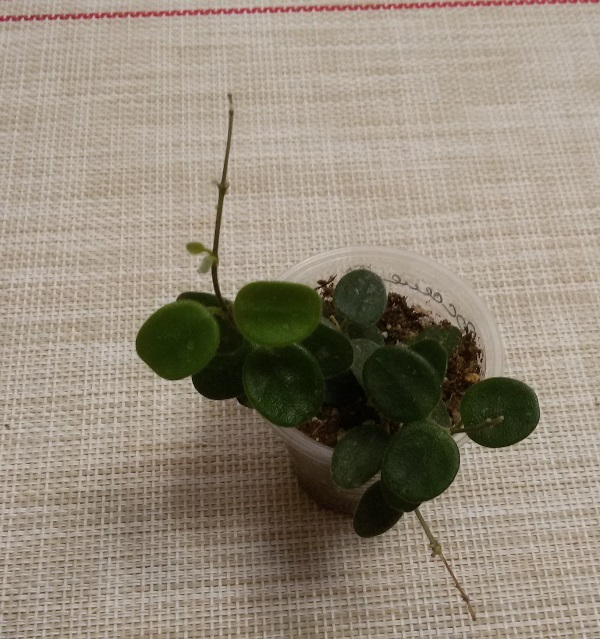 20181104_204554.jpg