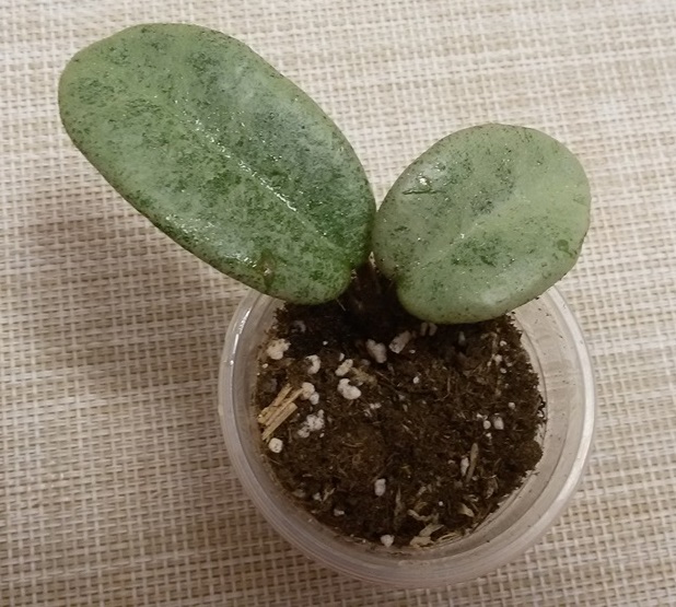 20181104_204136.jpg