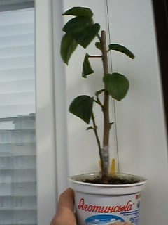 IMG00329.jpg