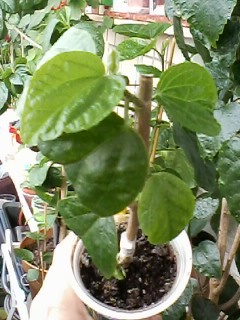 IMG00330.jpg