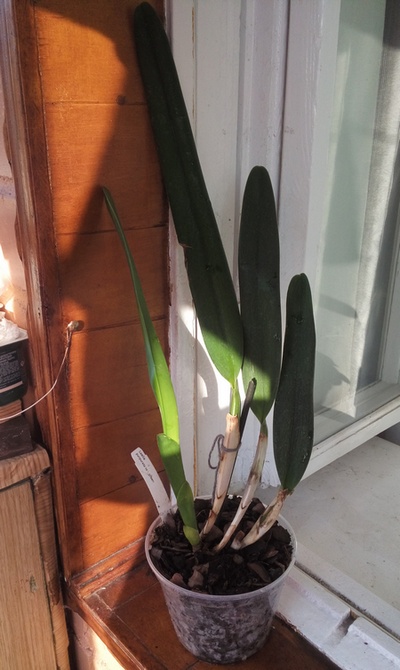 Орхидея laelia purpurata var gilbert.jpg