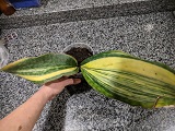 IMG_20181117_172457.jpg