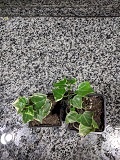 IMG_20181117_175446.jpg