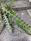 IMG_20181117_173046.jpg