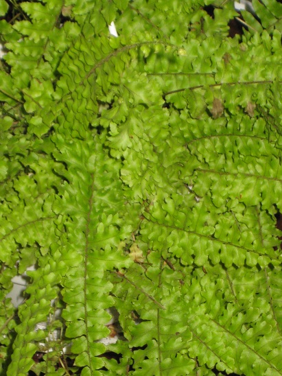 Nephrolepis exaltata 'Roosveltii'.jpg