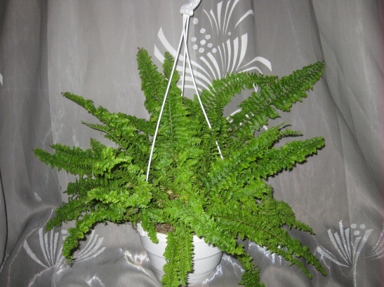 Nephrolepis exaltata ´Fluffy Ruffles´.jpg