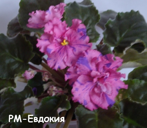 РМ-Евд пла.jpg