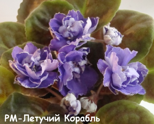 РМ-Летуч кор кат.jpg