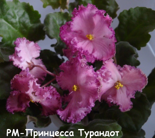 РМ-Прин Тур волн кат.jpg