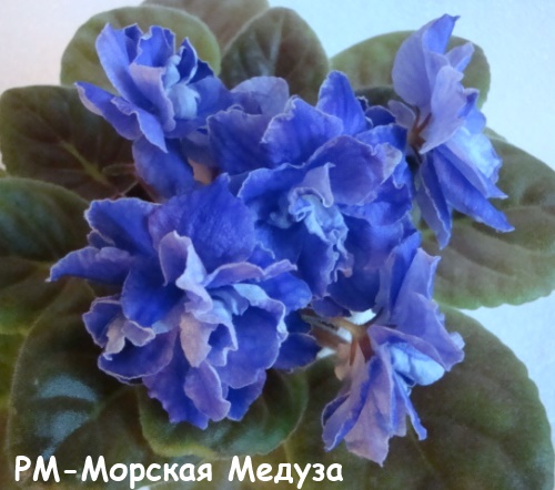 РМ-Морс меду кат.jpg