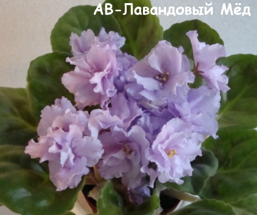 АВ-Лав мед кат.jpg