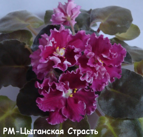 РМ-Цыган стр кат.jpg