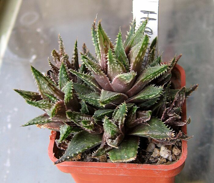 H.guttata.jpg