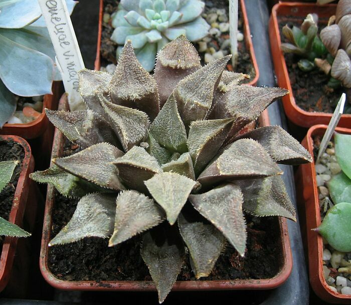 H. emelyae v. major.jpg