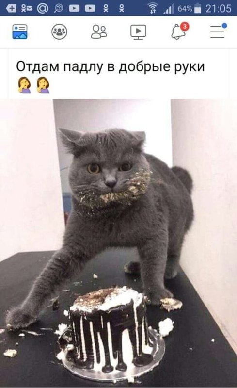 кот.jpg