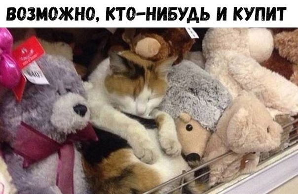 купит кота.jpg