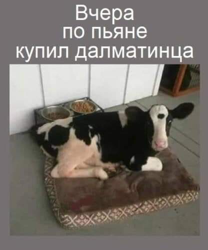 купил далматинца.jpg