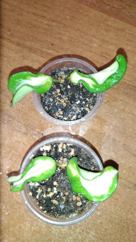 carnosa cv Marlea variegata.jpg