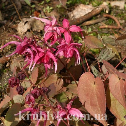 watermarked - epimedium-red-beauty гл.jpg