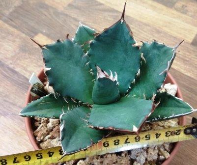Agave titanota- взрослое растение 7 лет. Цена 750гр (2).jpg