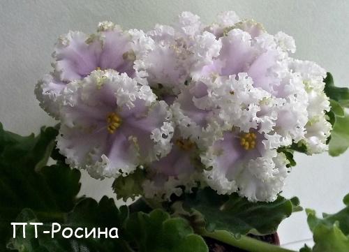 ПТ-Росина пл.jpg
