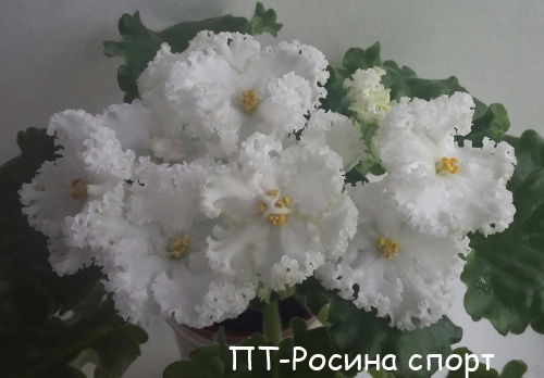 ПТ-Росина спорт пл.jpg