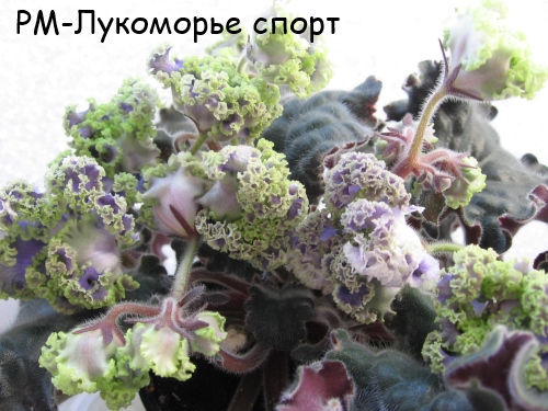 РМ-Лукоморье спорт пл.jpg